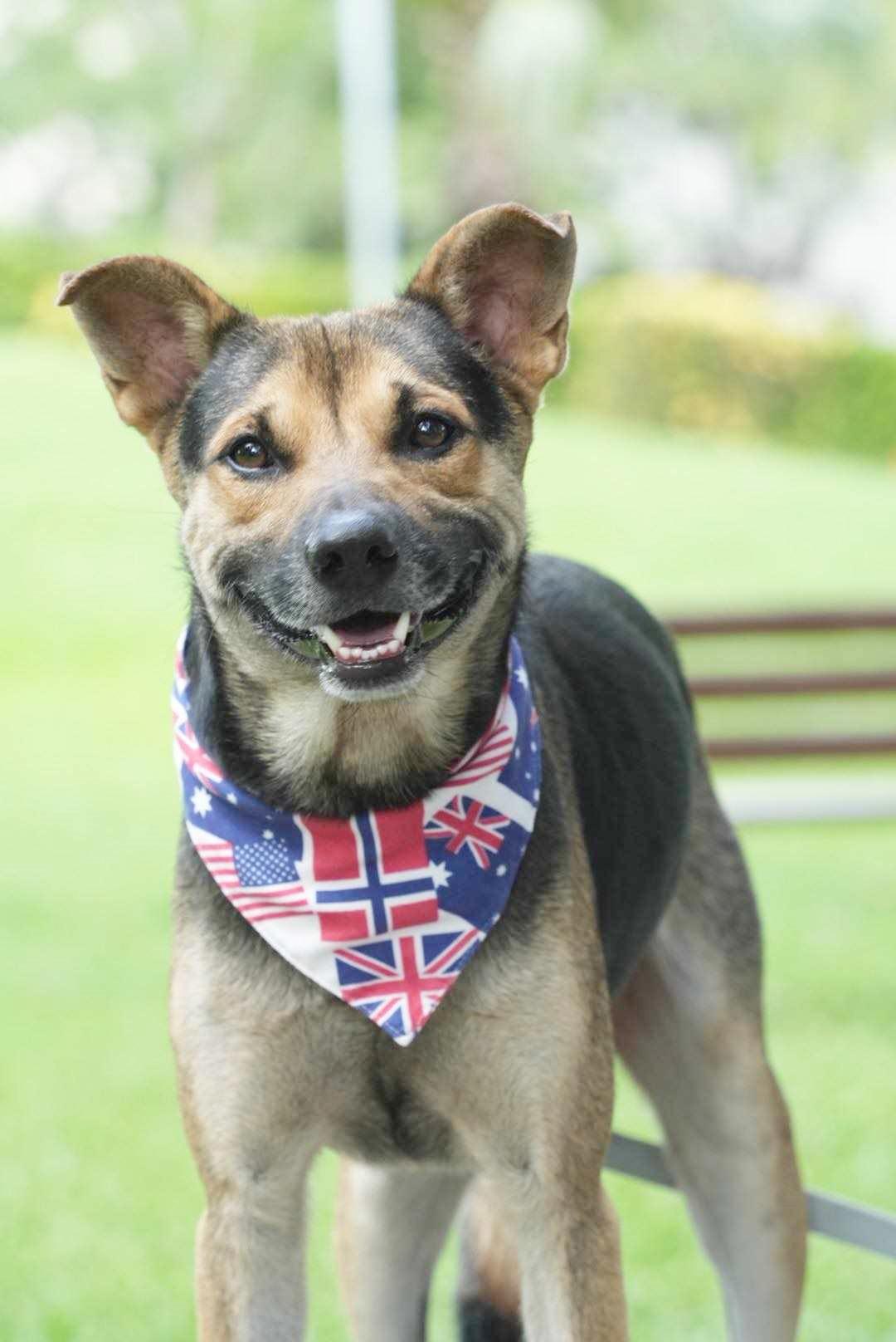 Enlarge Amos, a Adoptable mixed breed in South San Francisco, CA image 4/6