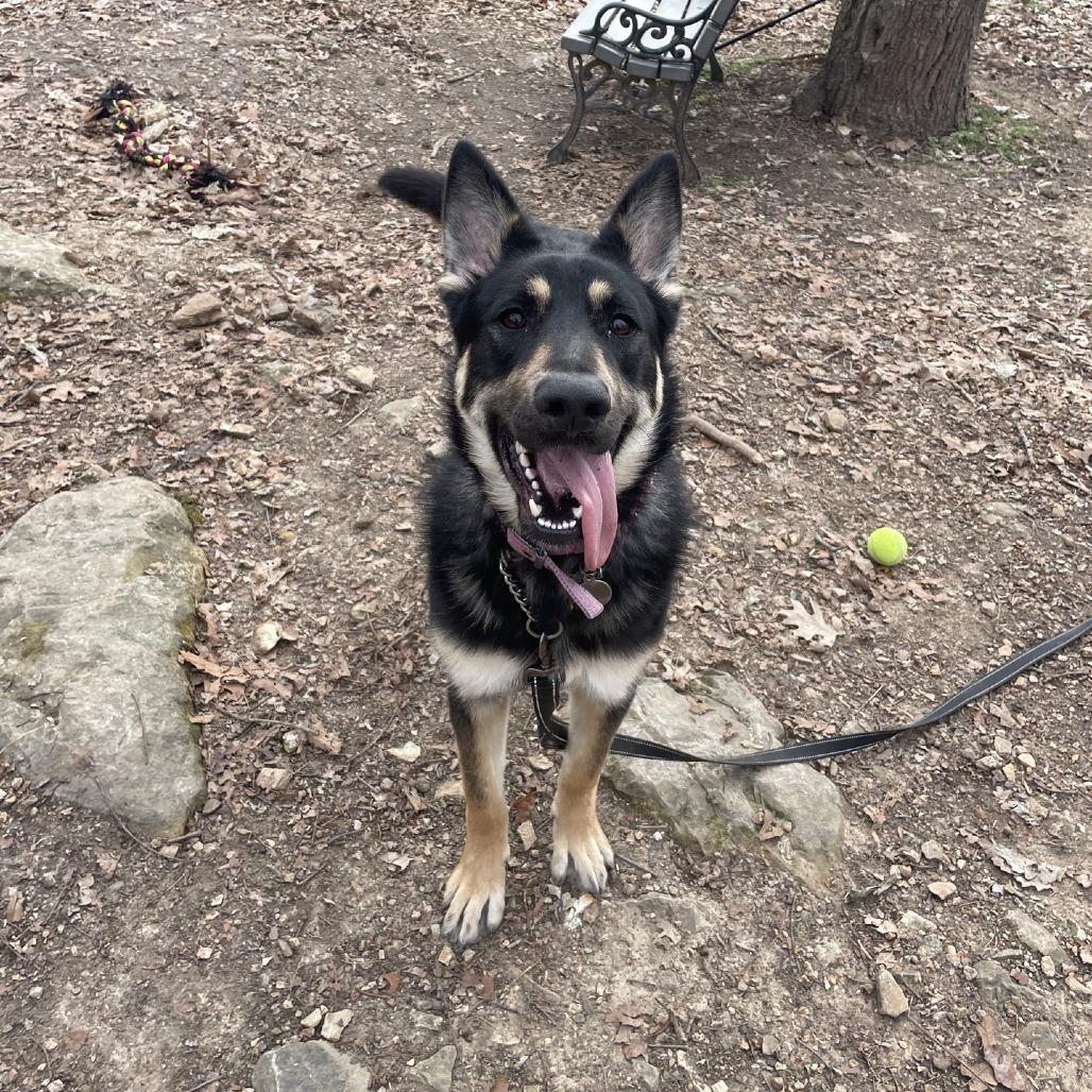 Freya, a Adoptable German Shepherd Dog in Branson, MO image 2/4