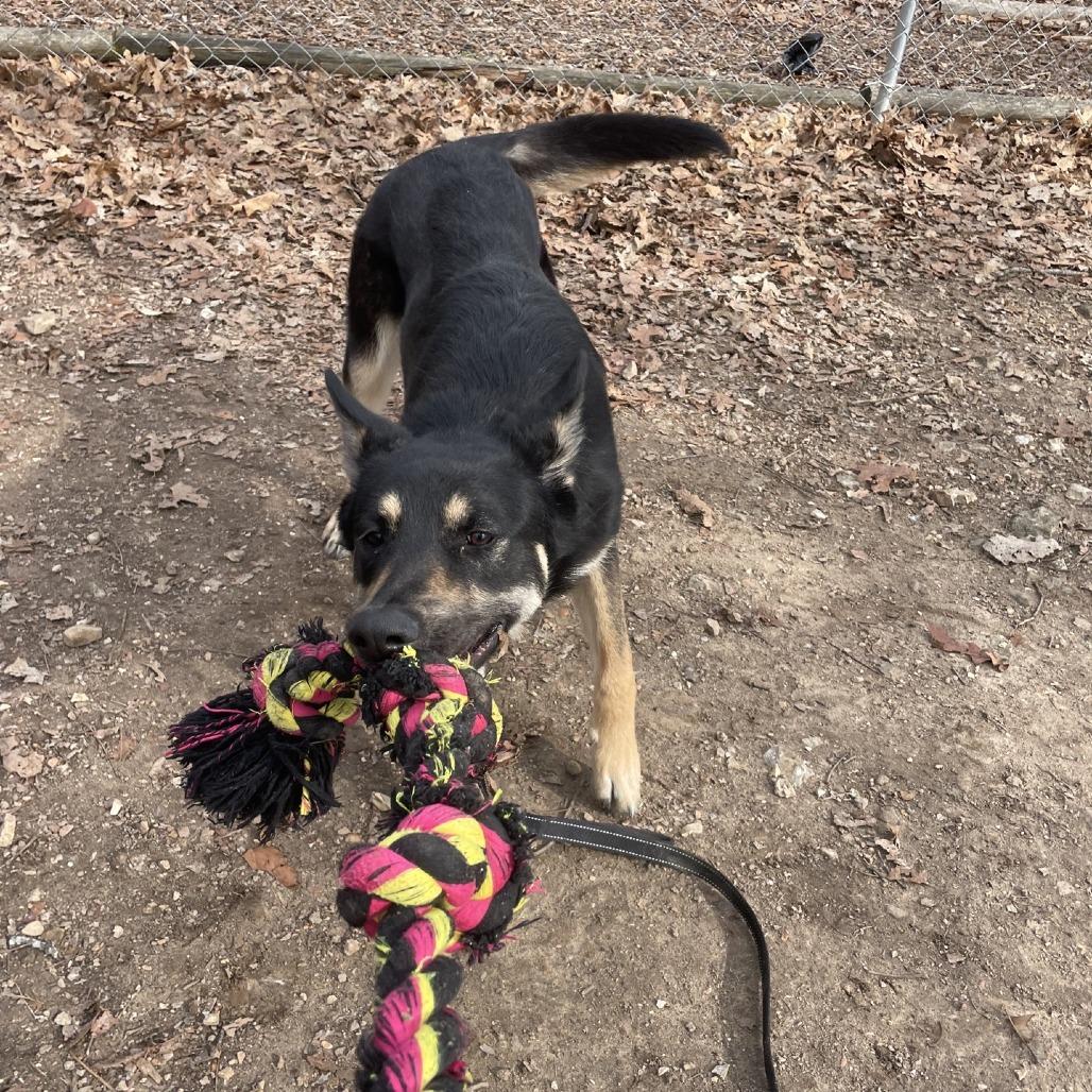 Freya, a Adoptable German Shepherd Dog in Branson, MO image 4/4