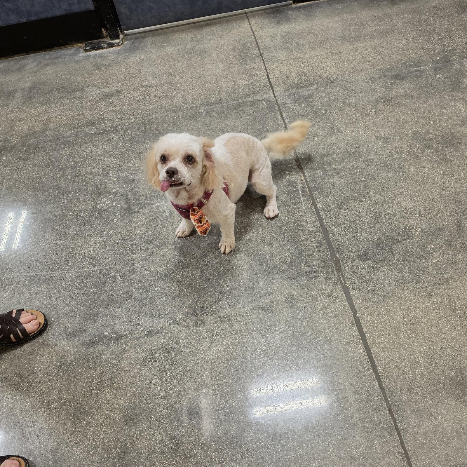 Luna, Adoptable, Adult Female Cockapoo.