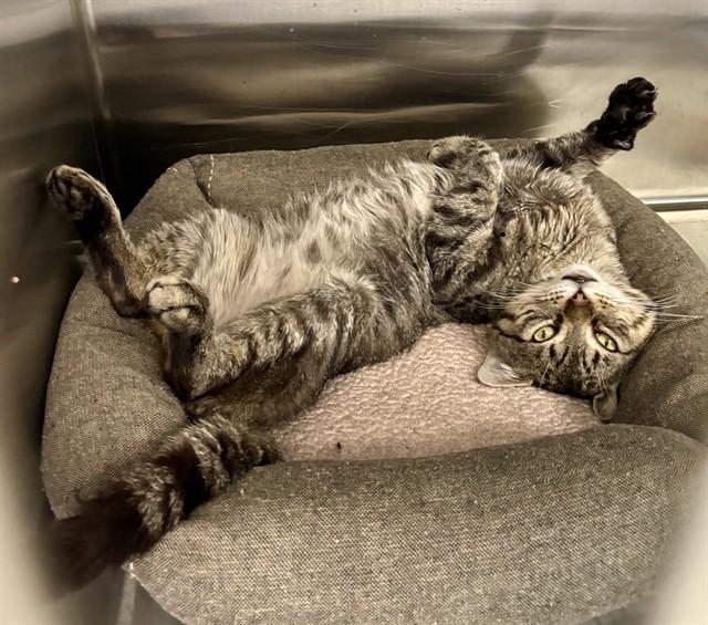 Enlarge CALEB, a Adoptable Domestic Short Hair in Kalamazoo, MI image 1/1
