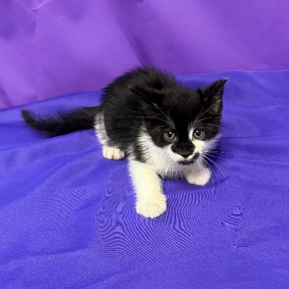 Enlarge Ivar, a Adoptable Domestic Medium Hair in North Myrtle Beach, SC image 1/1