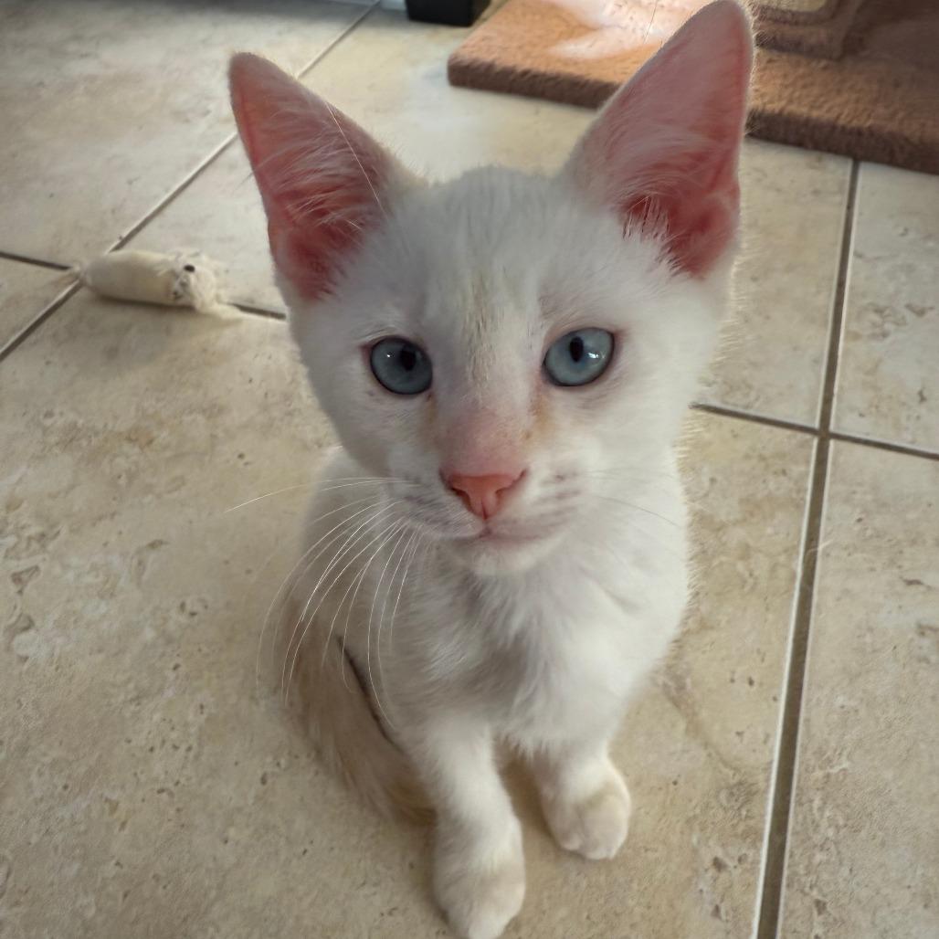 Ulrich, Adoptable, Kitten Male Siamese.