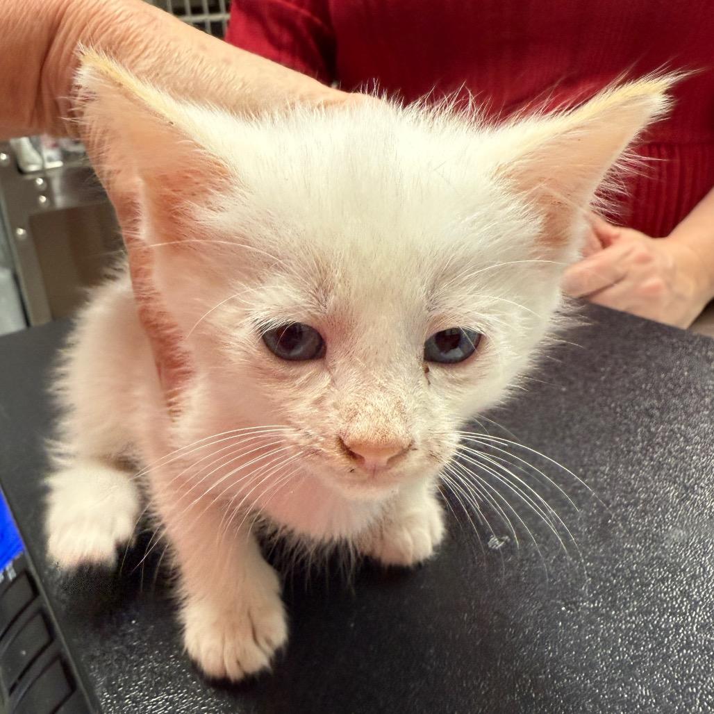 Enlarge Ulrich, a Adoptable mixed breed in Jupiter, FL image 2/6