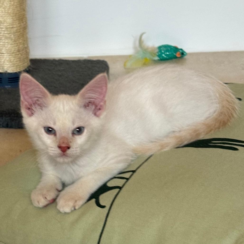 Enlarge Ulrich, a Adoptable mixed breed in Jupiter, FL image 3/6