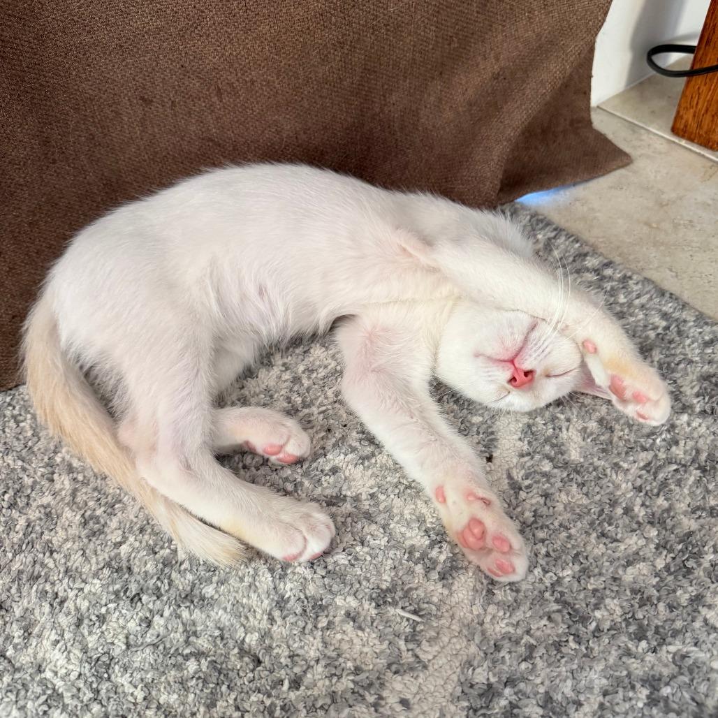 Enlarge Ulrich, a Adoptable mixed breed in Jupiter, FL image 4/6