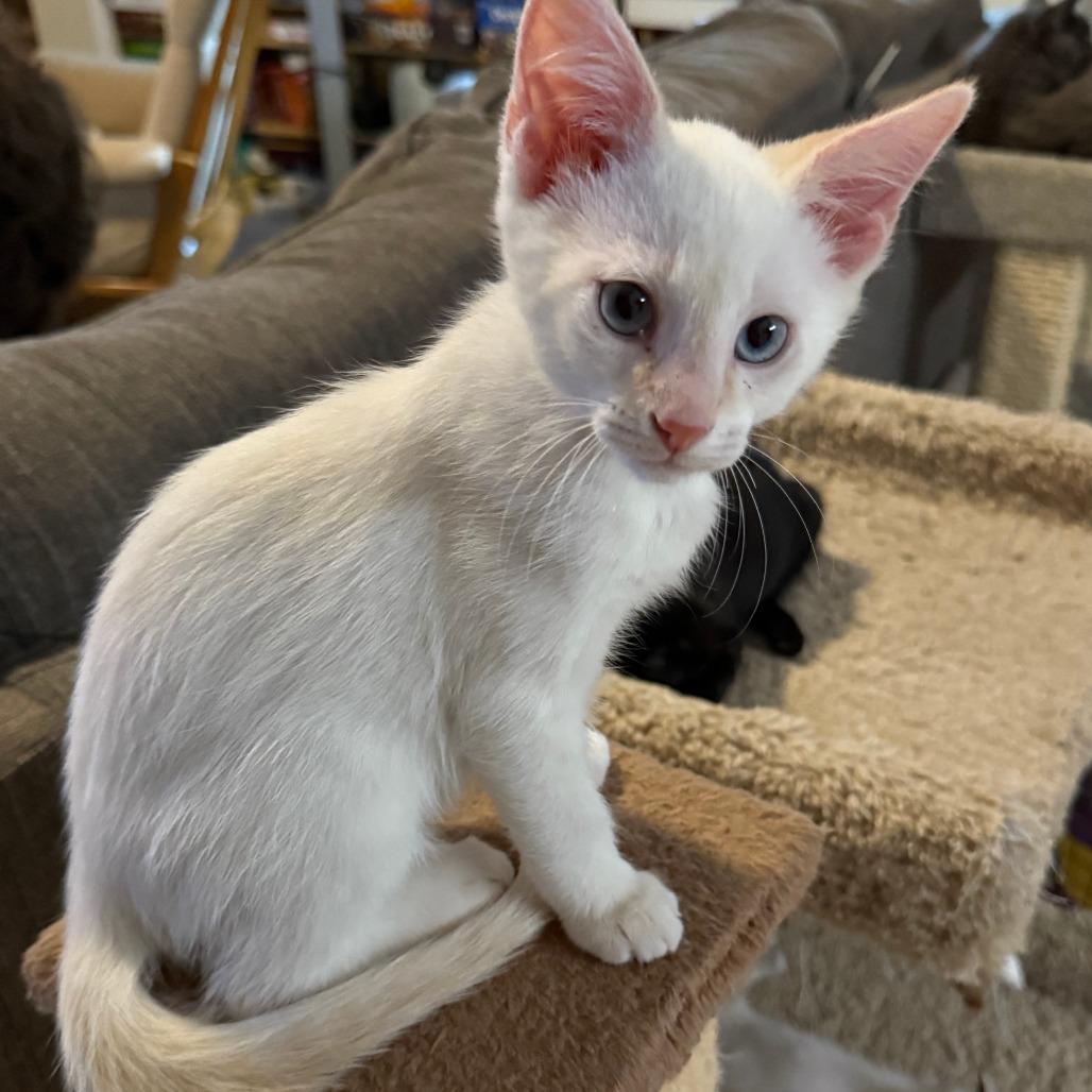 Enlarge Ulrich, a Adoptable mixed breed in Jupiter, FL image 5/6