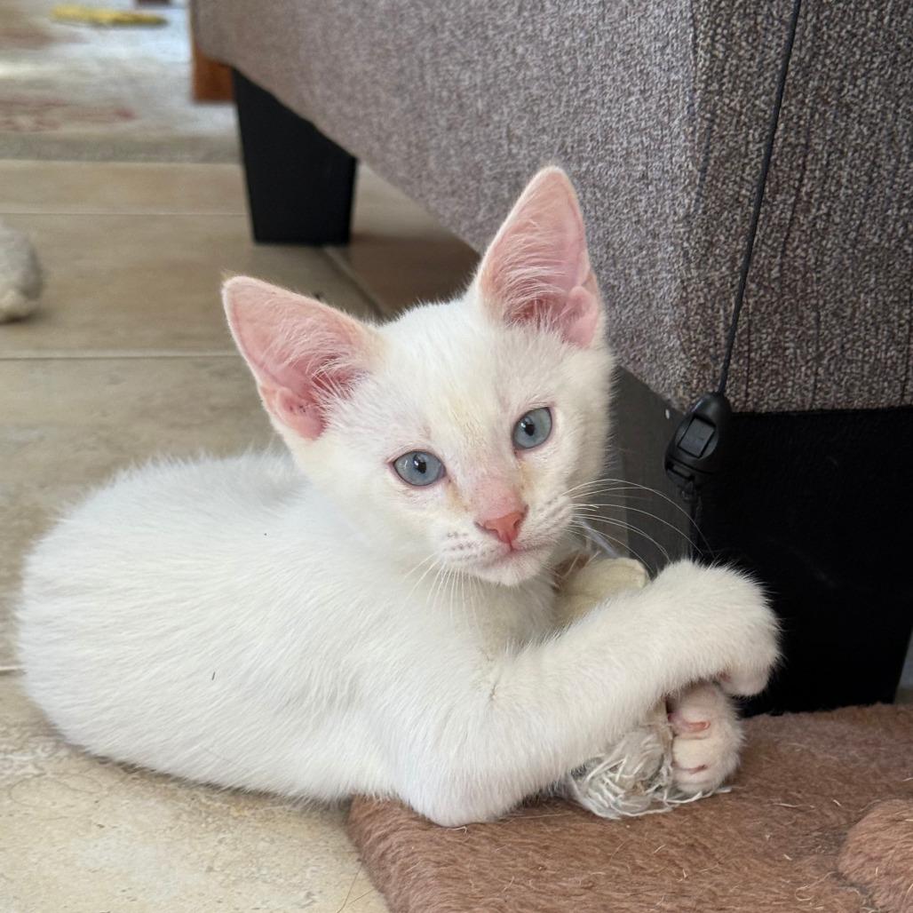 Enlarge Ulrich, a Adoptable mixed breed in Jupiter, FL image 6/6