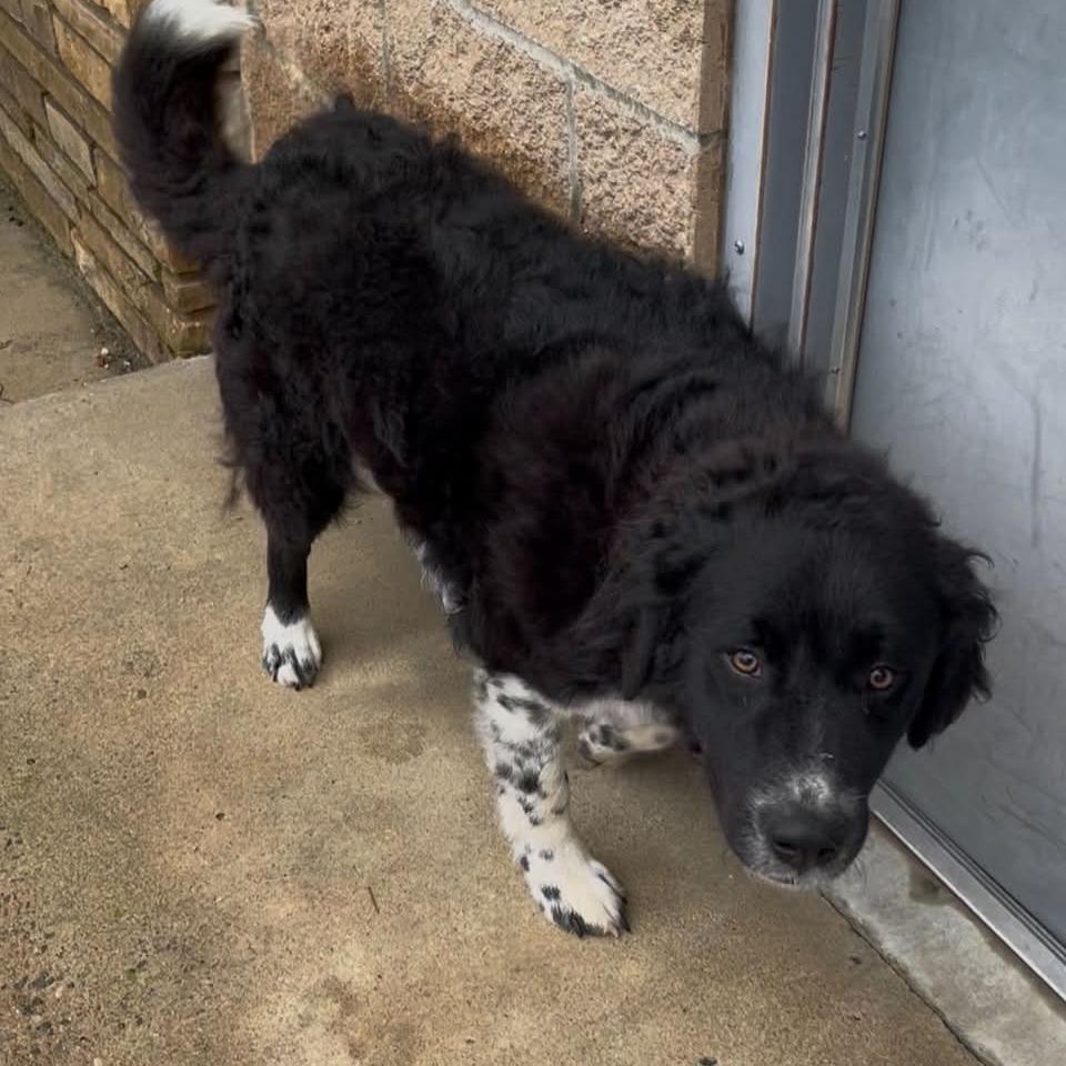 Cutter, Adoptable, Young Male Australian Shepherd & Poodle.