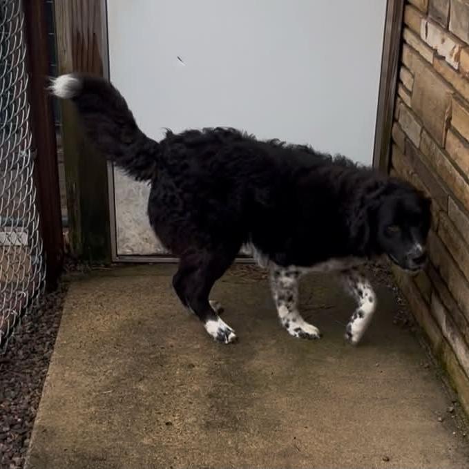 Enlarge Cutter, a Adoptable mixed breed in Stilwell, OK image 2/2