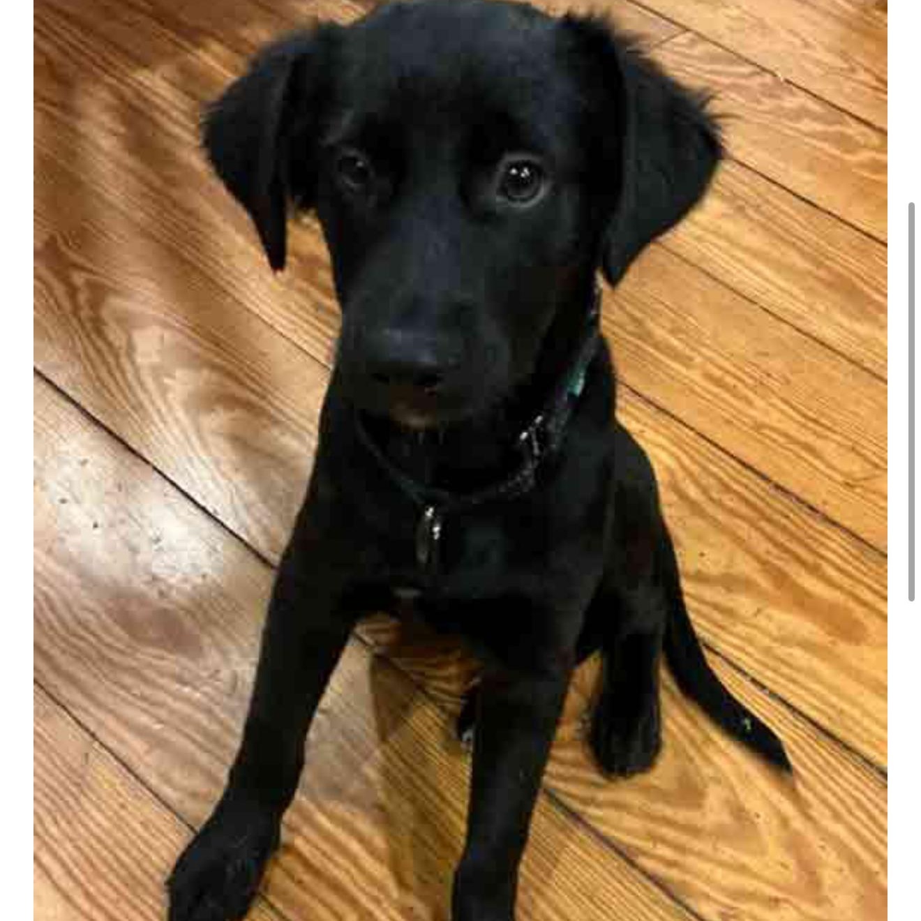 Ozzie, an adopted mixed breed image 1/6