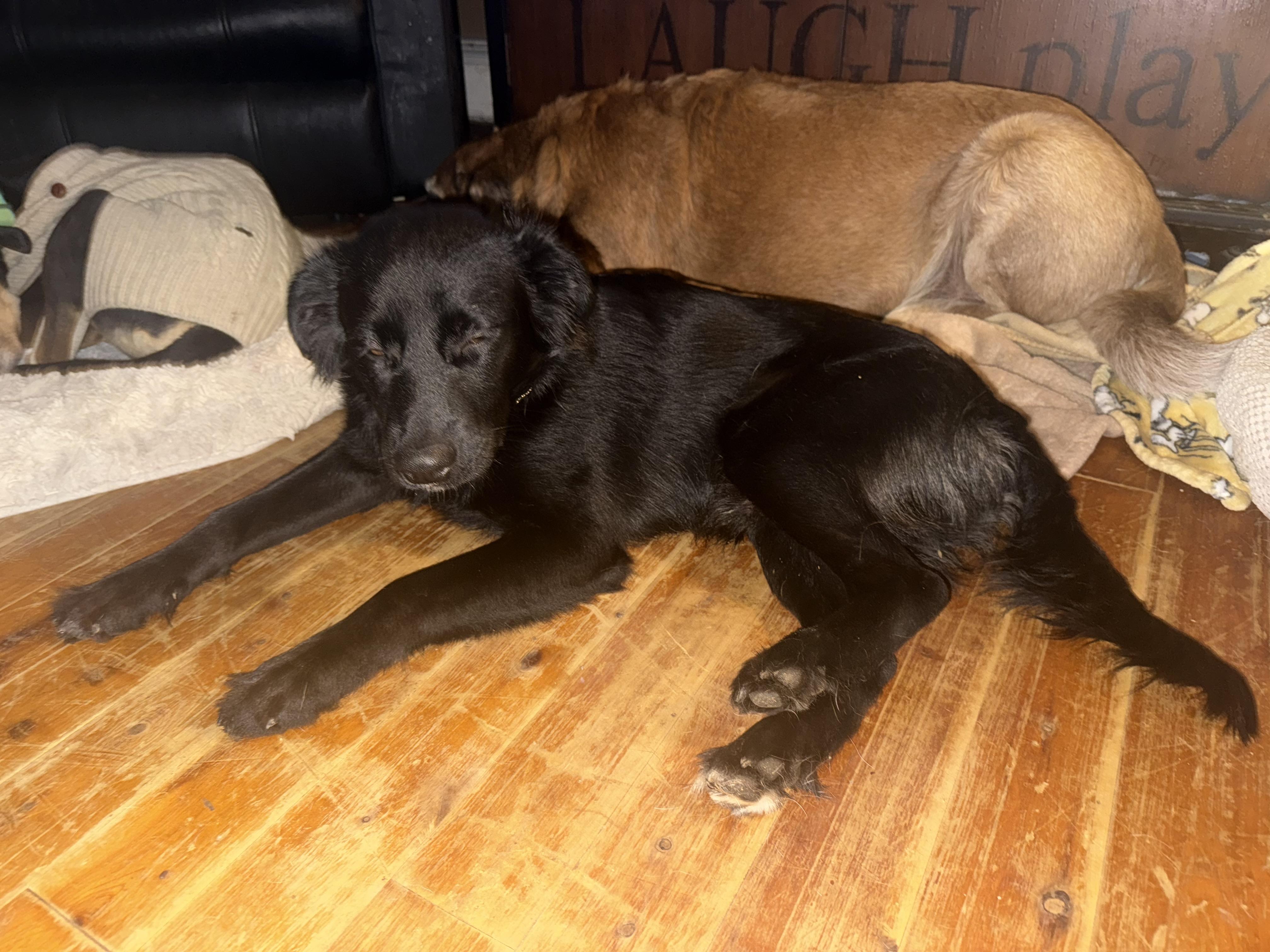 Ozzie, an adopted mixed breed image 2/6