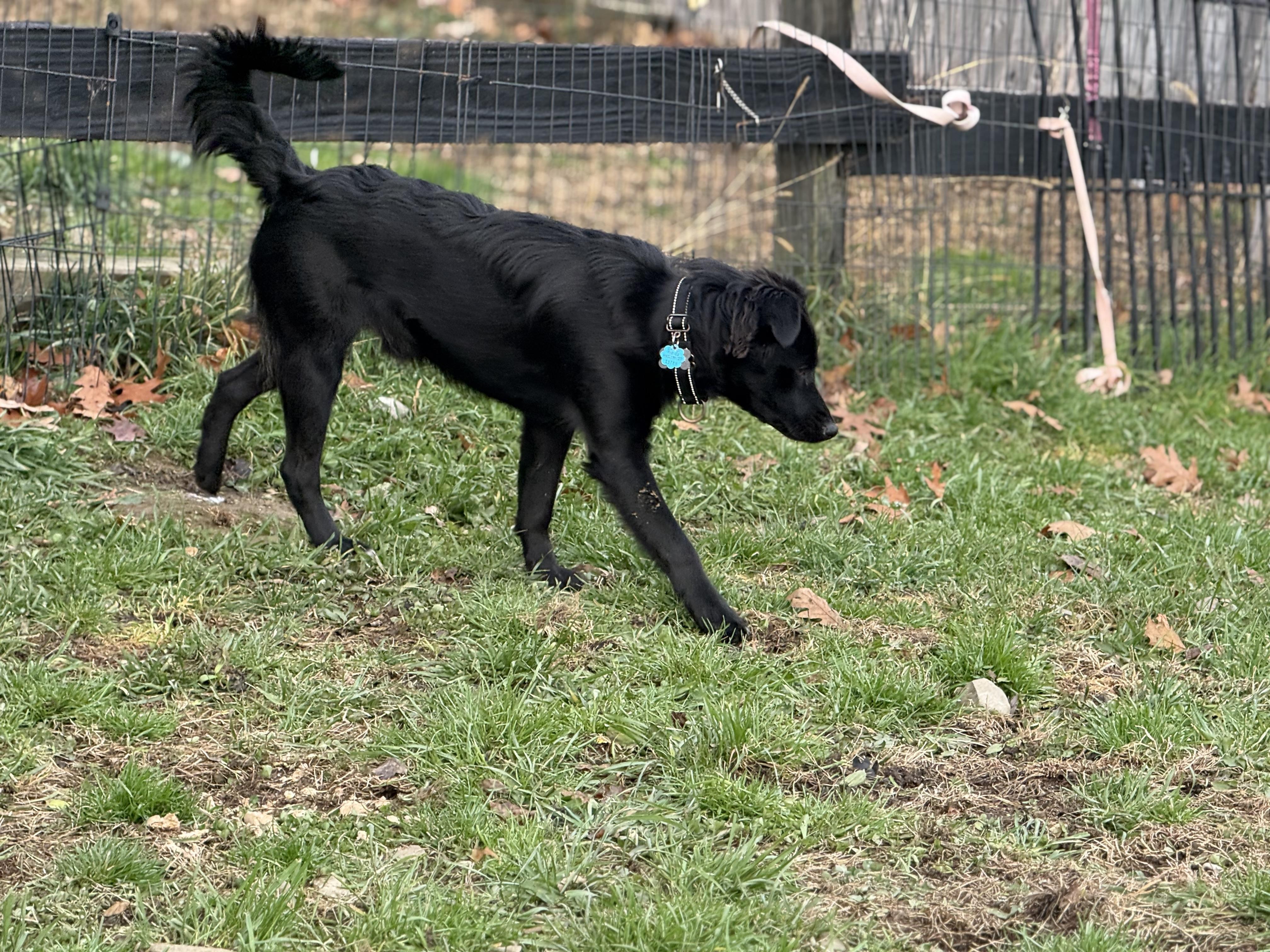 Ozzie, an adopted mixed breed image 3/6