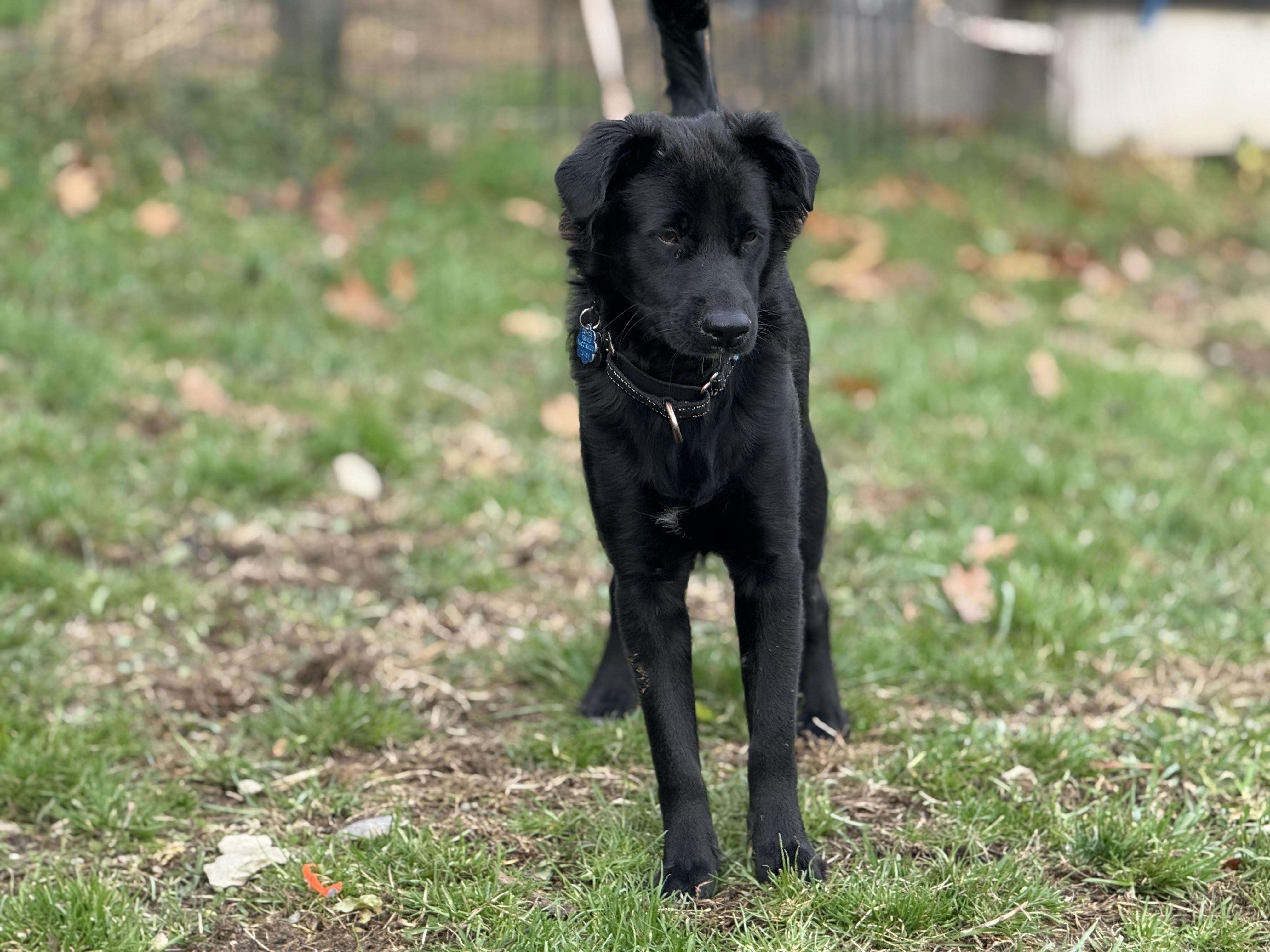 Ozzie, an adopted mixed breed image 4/6