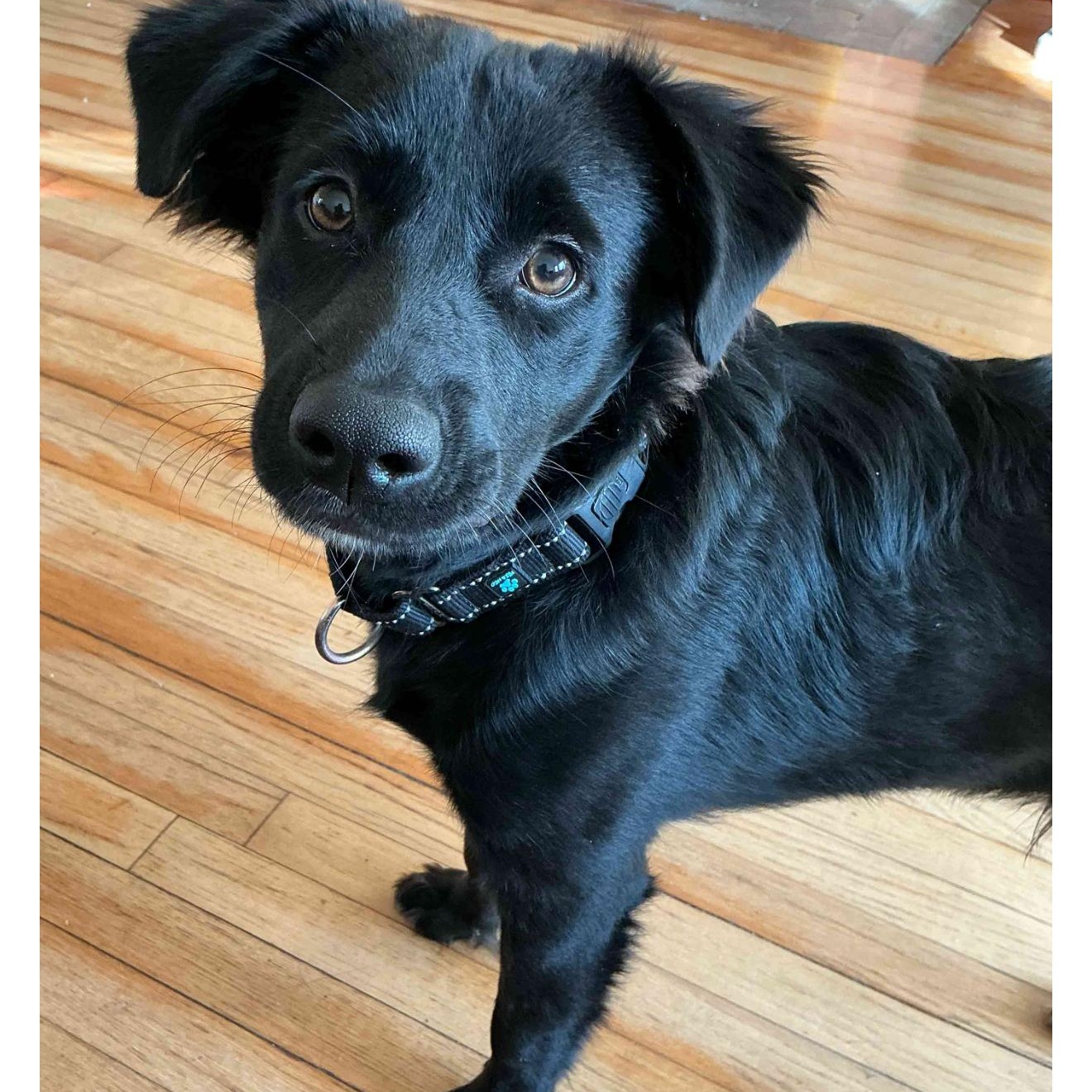 Ozzie, an adopted mixed breed image 5/6