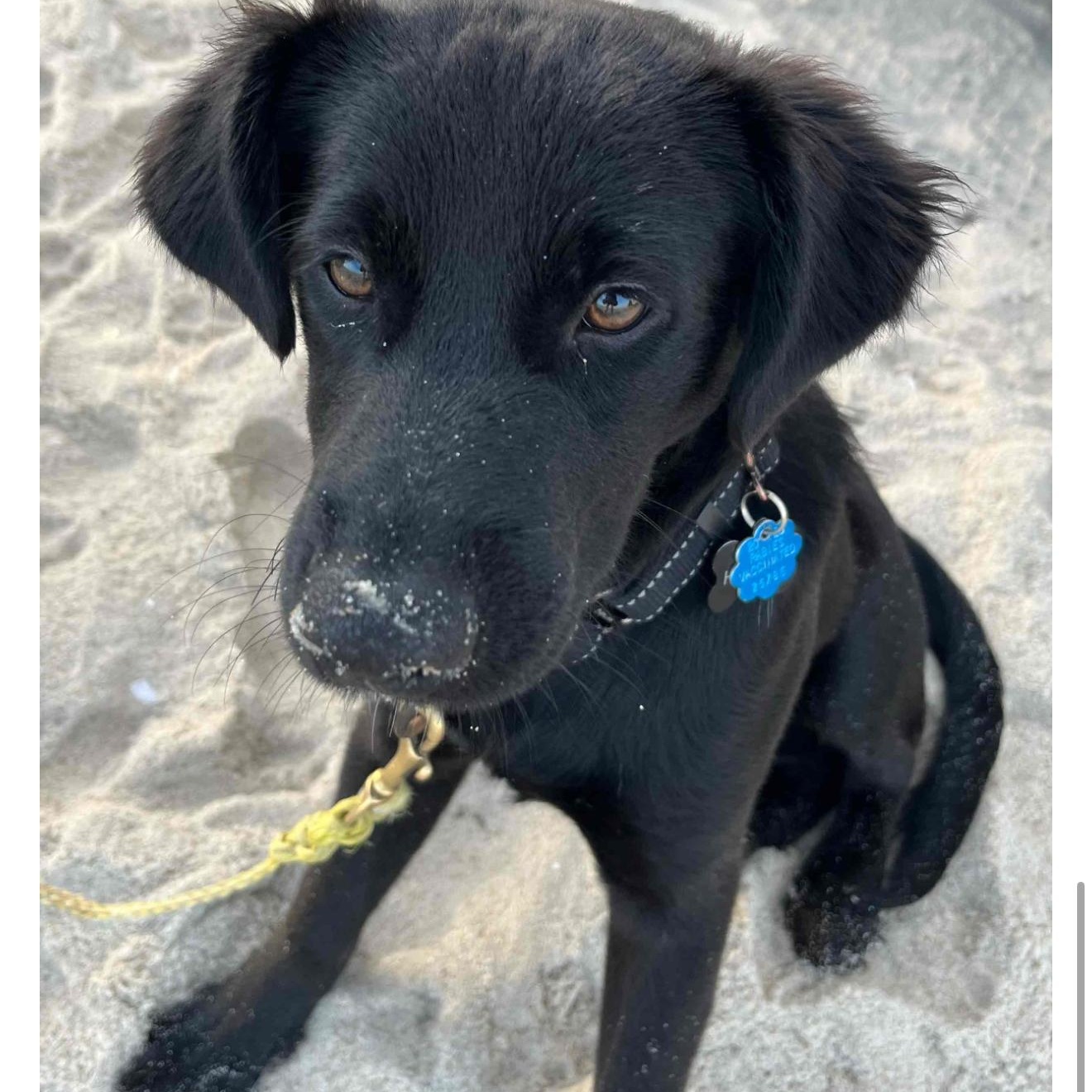 Ozzie, an adopted mixed breed image 6/6