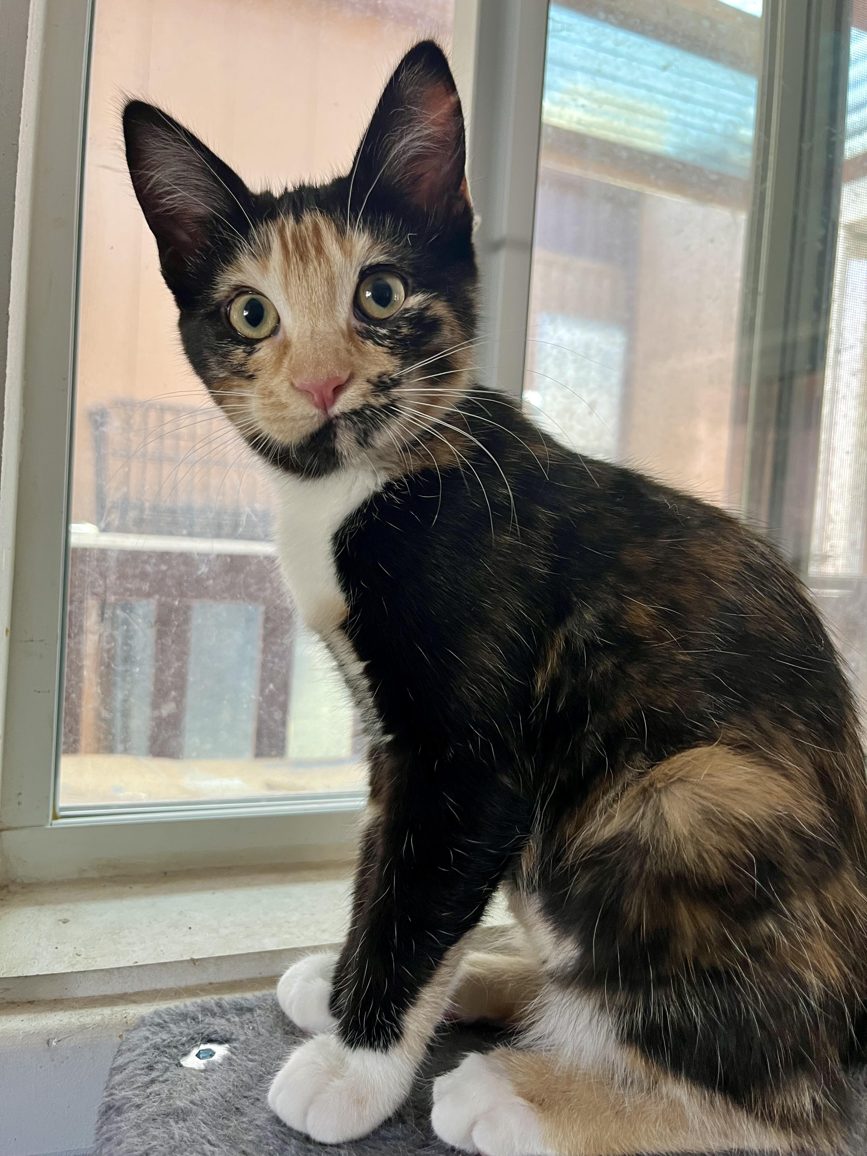 Peppercorn, an adopted Domestic Short Hair in Prescott, AZ image 3/6