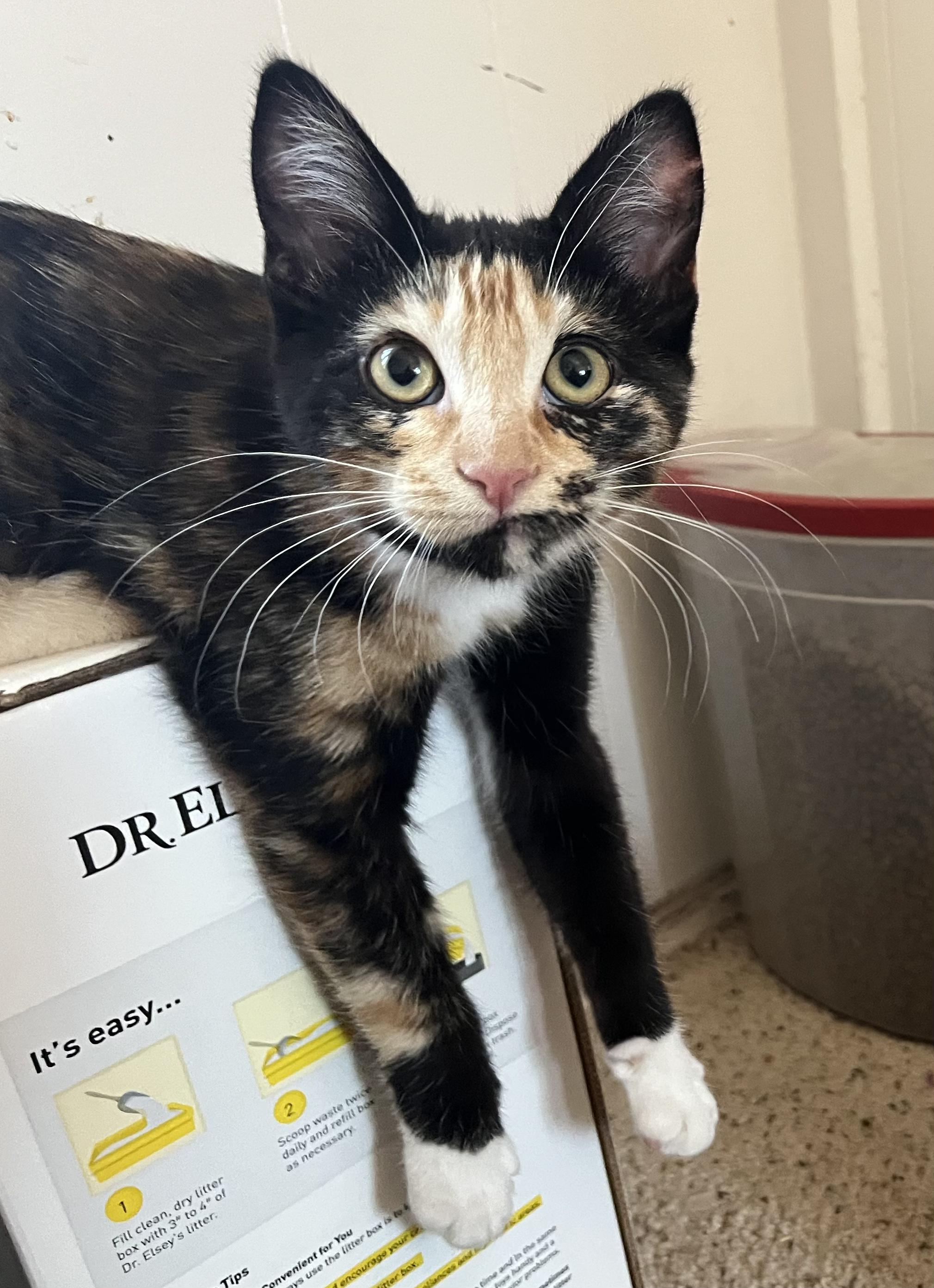 Peppercorn, an adopted Domestic Short Hair in Prescott, AZ image 2/6