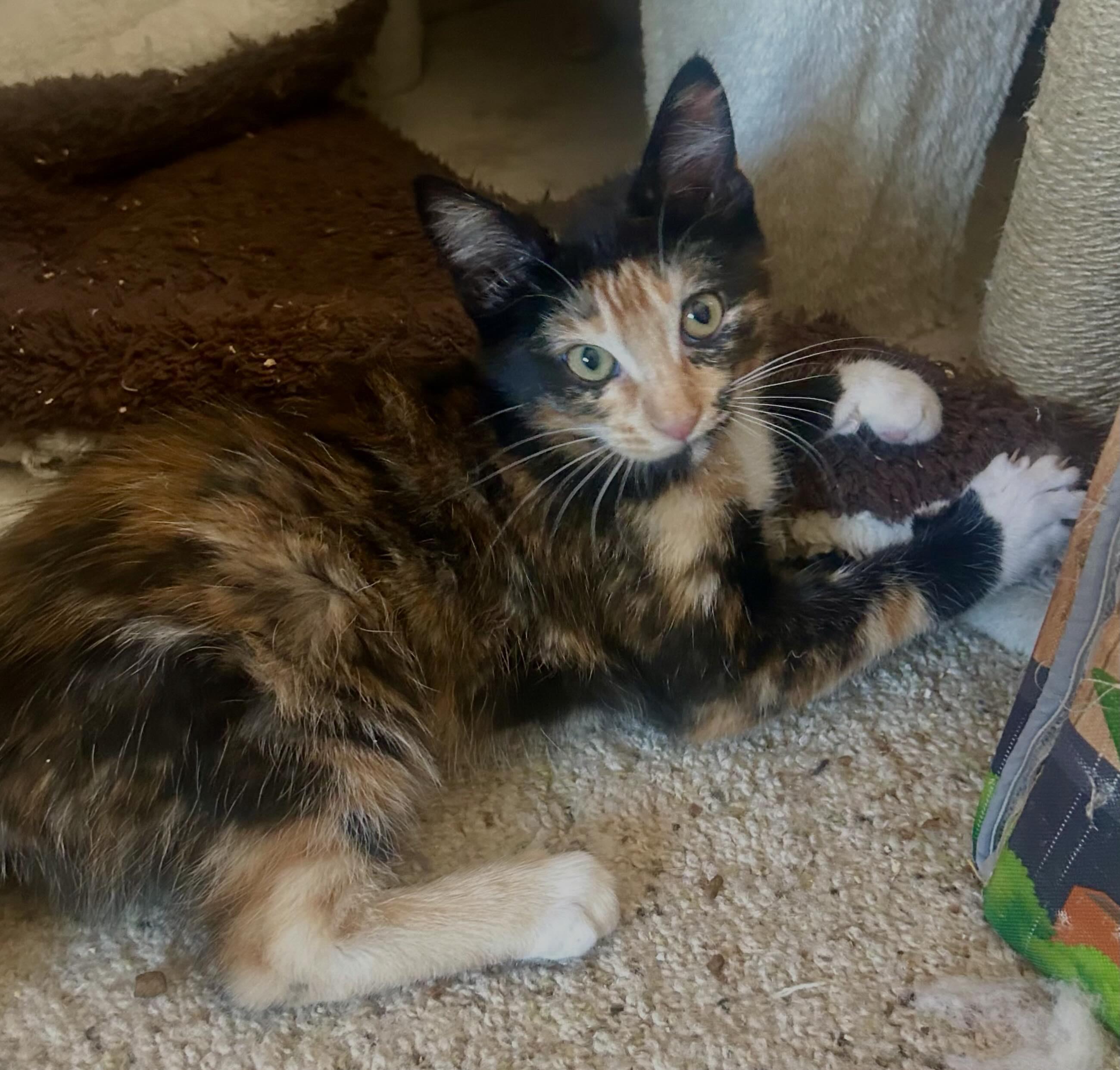 Peppercorn, an adopted Domestic Short Hair in Prescott, AZ image 4/6