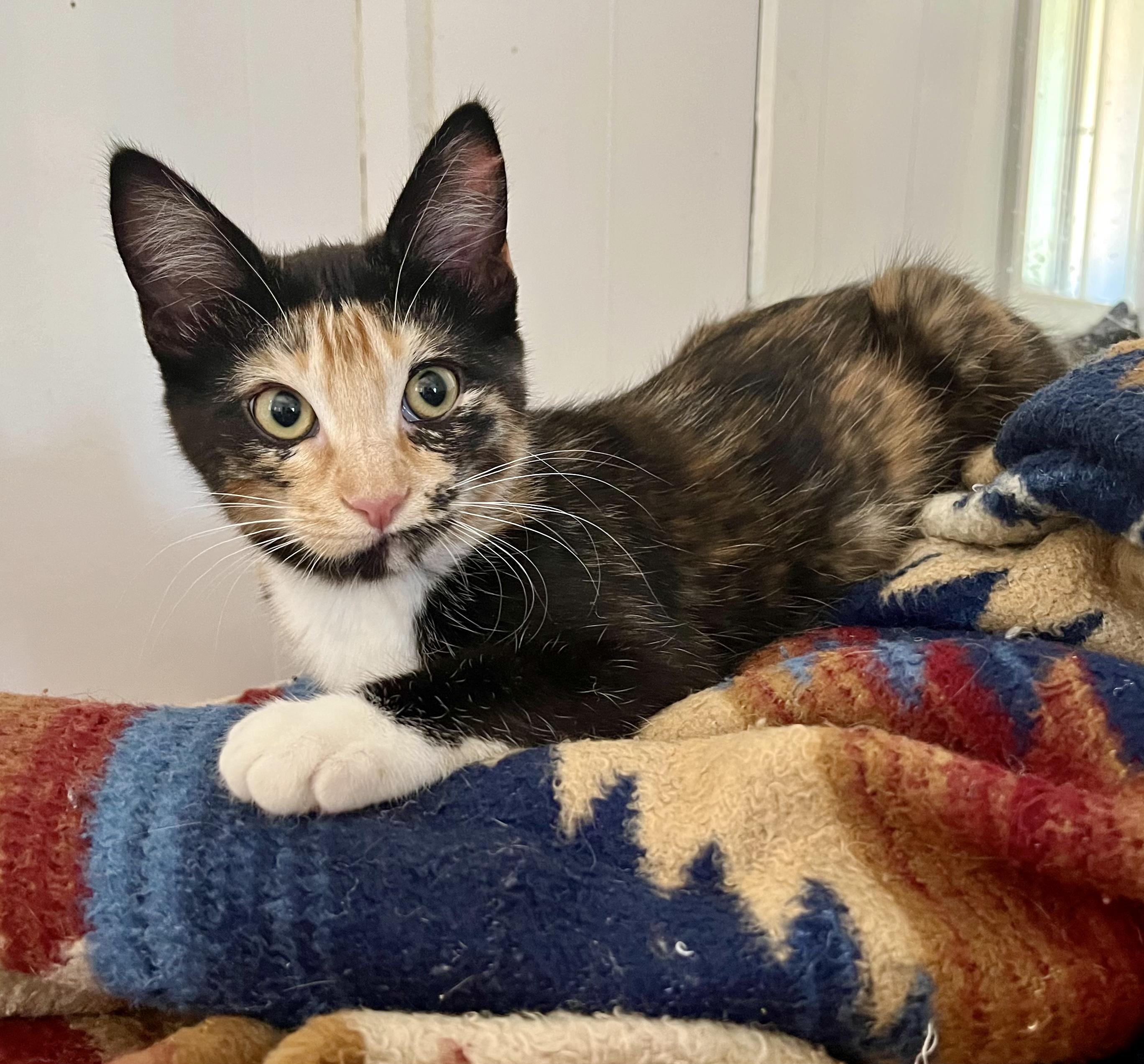 Peppercorn, adopted, Kitten Female Domestic Short Hair.