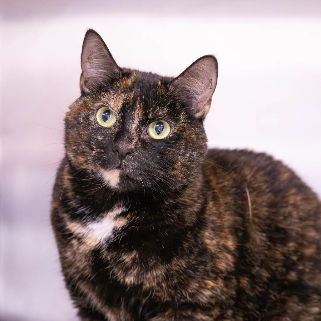 Enlarge Milkshake, a Adoptable Domestic Short Hair in Mentor, OH image 1/3
