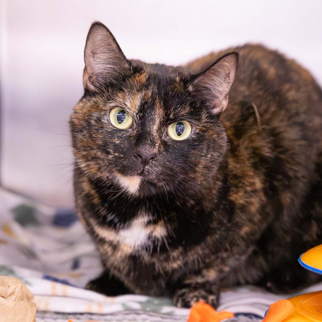 Enlarge Milkshake, a Adoptable Domestic Short Hair in Mentor, OH image 2/3