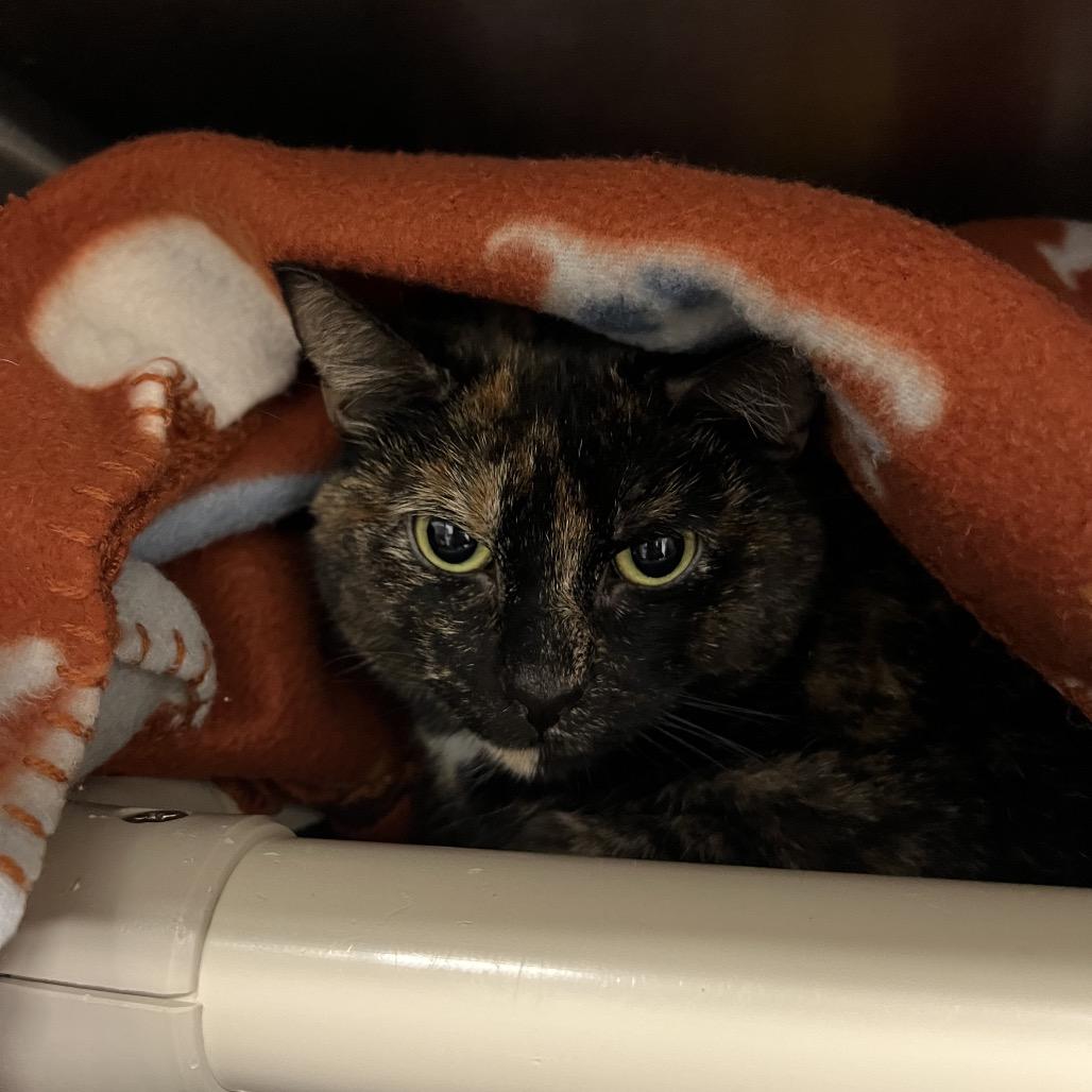 Enlarge Milkshake, a Adoptable Domestic Short Hair in Mentor, OH image 3/3