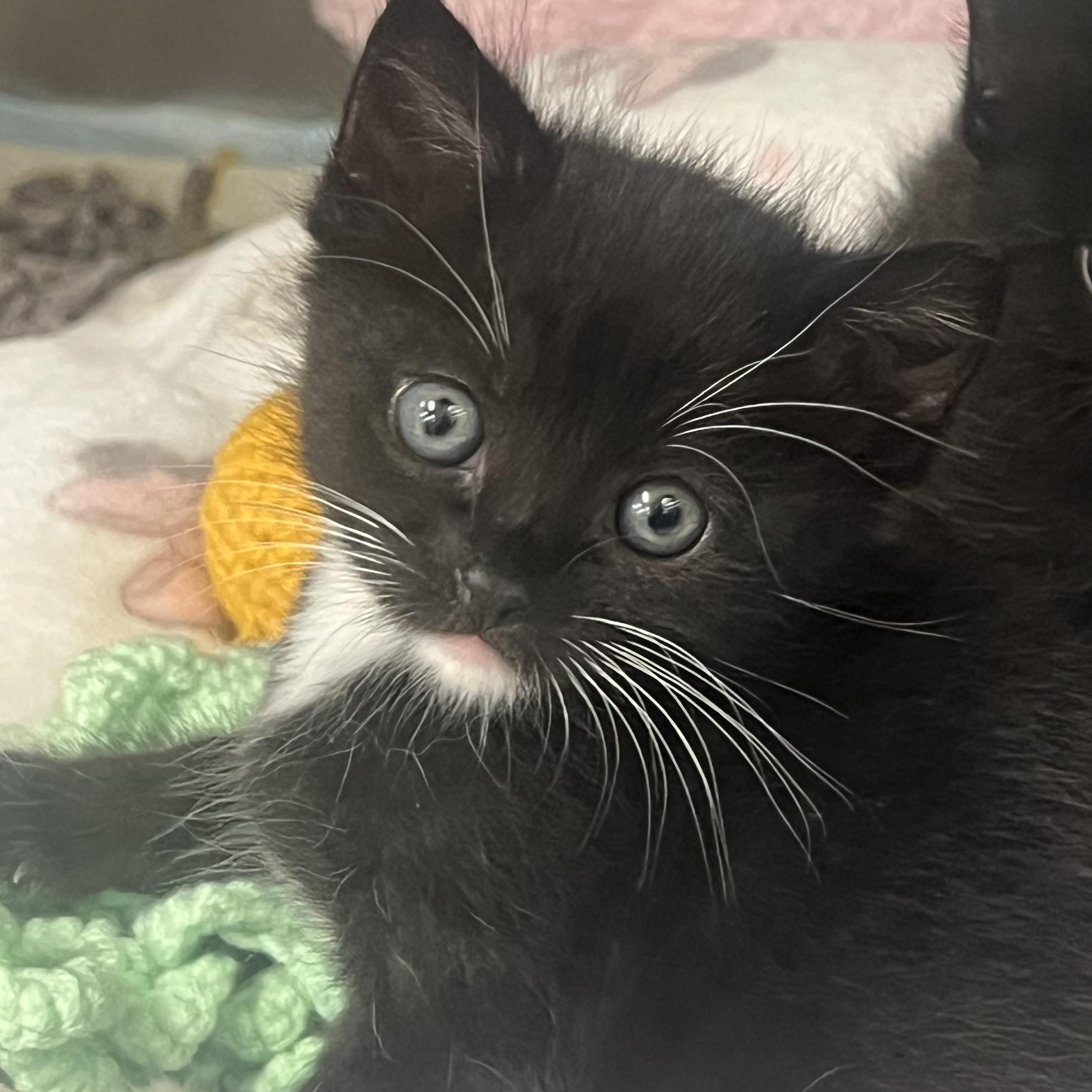 Rosie, adopted, Kitten Female Domestic Short Hair.