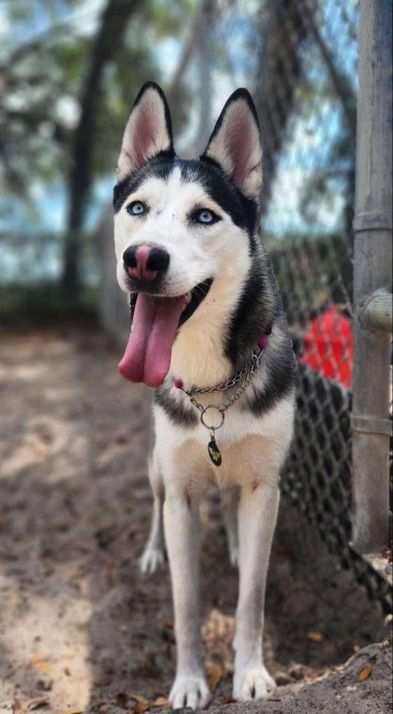 Viola, Young Female Husky