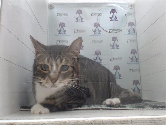 BUTTERCUP, Adoptable, Adult Female Domestic Short Hair.