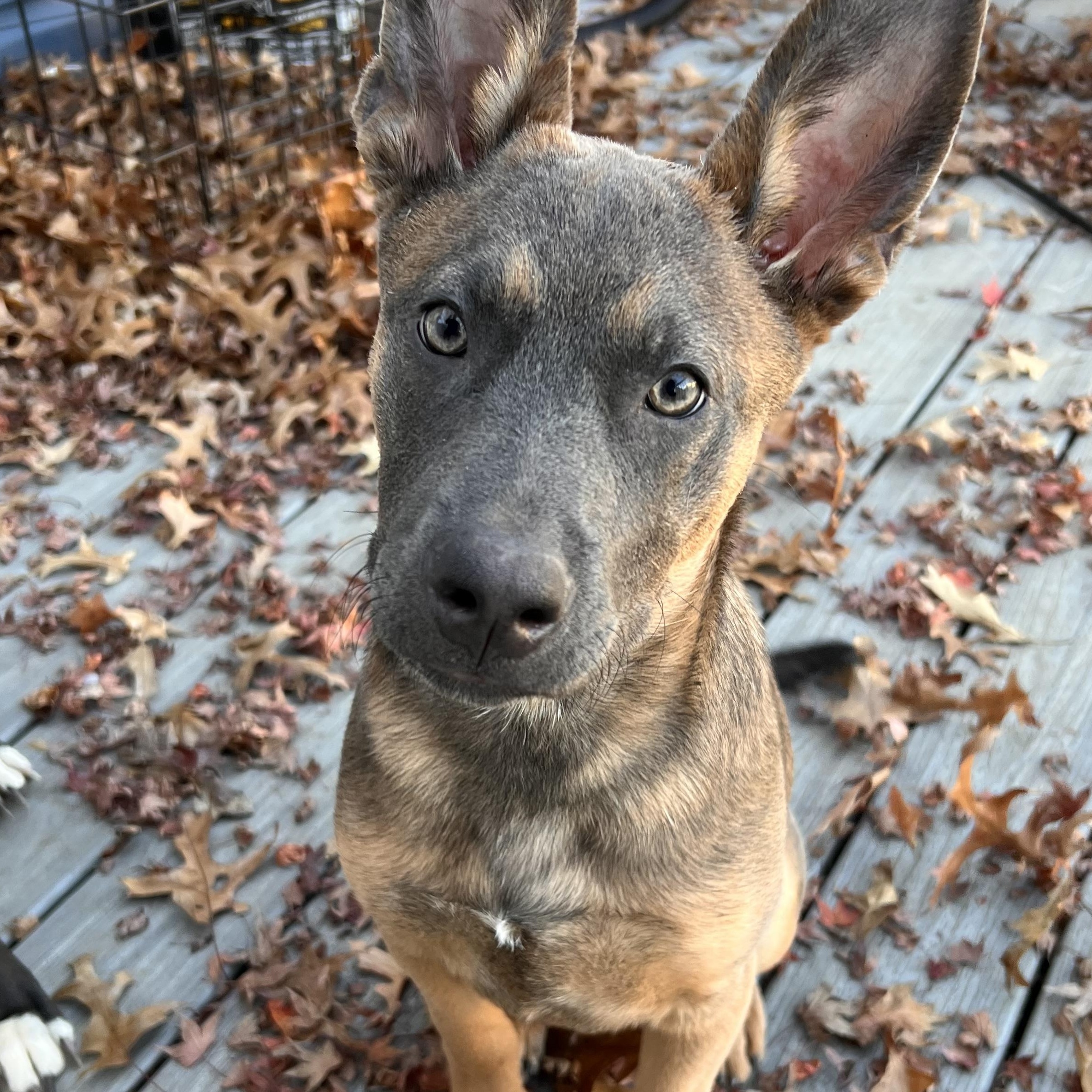 Enlarge Barbie, a Adoptable mixed breed in Babylon, NY image 3/6