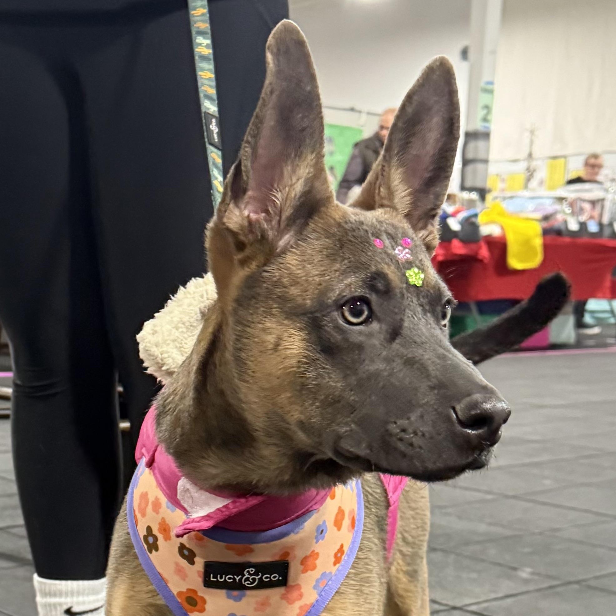 Enlarge Barbie, a Adoptable mixed breed in Babylon, NY image 2/6