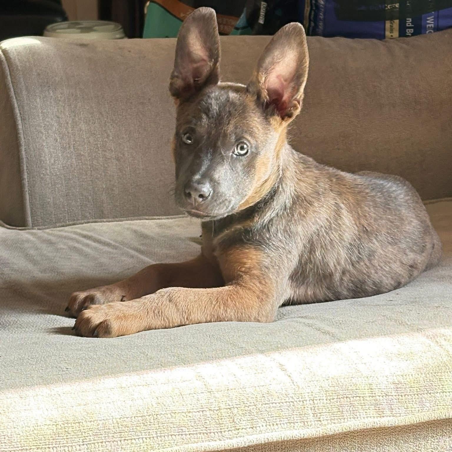 Enlarge Barbie, a Adoptable mixed breed in Babylon, NY image 4/6