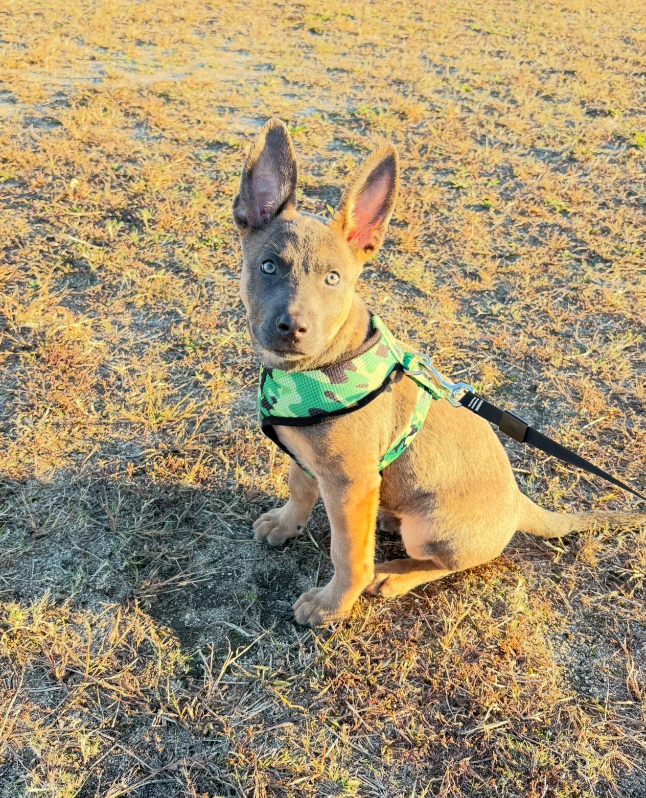 Enlarge Barbie, a Adoptable mixed breed in Babylon, NY image 6/6