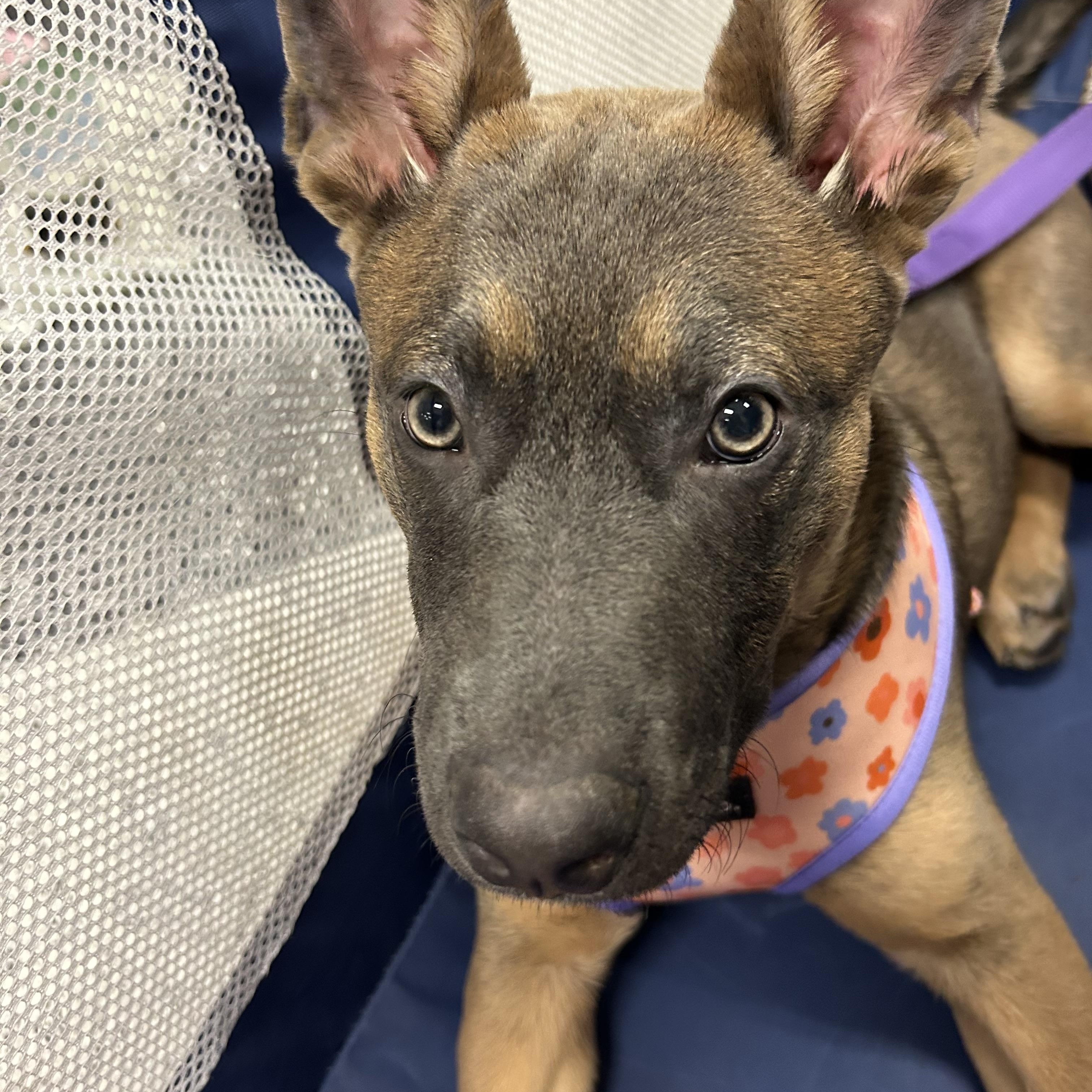 Enlarge Barbie, a Adoptable mixed breed in Babylon, NY image 5/6