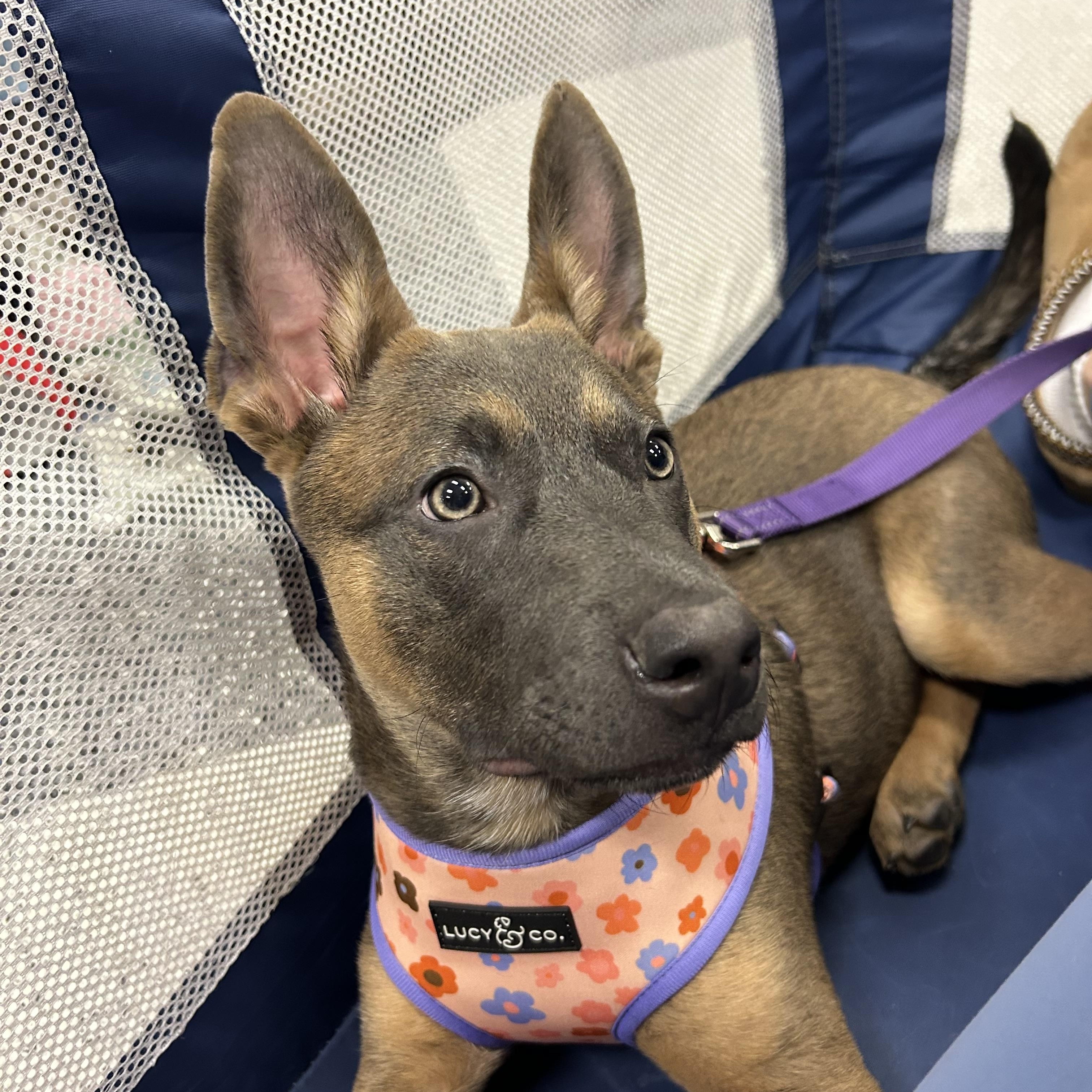 Enlarge Barbie, a Adoptable mixed breed in Babylon, NY image 1/6