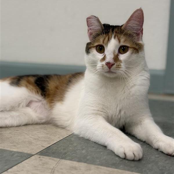Enlarge Cali, a Adoptable Domestic Short Hair in Mount Shasta, CA image 1/6