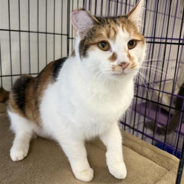 Enlarge Cali, a Adoptable Domestic Short Hair in Mount Shasta, CA image 1/6