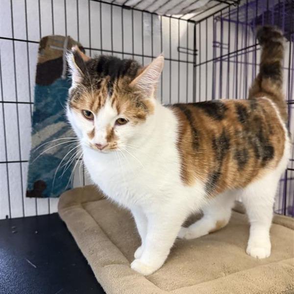 Enlarge Cali, a Adoptable Domestic Short Hair in Mount Shasta, CA image 2/6