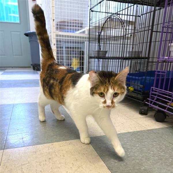 Enlarge Cali, a Adoptable Domestic Short Hair in Mount Shasta, CA image 3/6