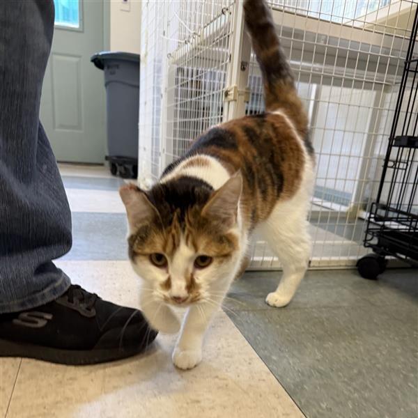 Enlarge Cali, a Adoptable Domestic Short Hair in Mount Shasta, CA image 4/6