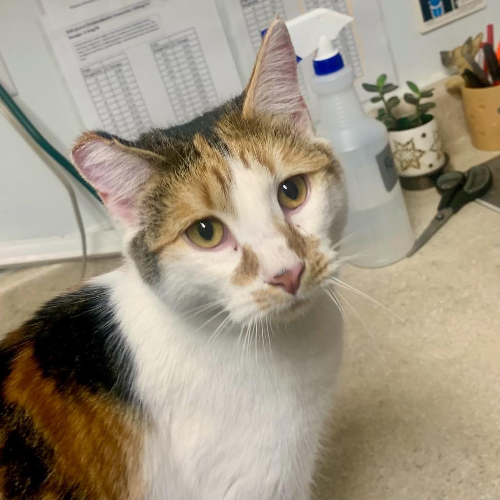 Enlarge Cali, a Adoptable Domestic Short Hair in Mount Shasta, CA image 5/6