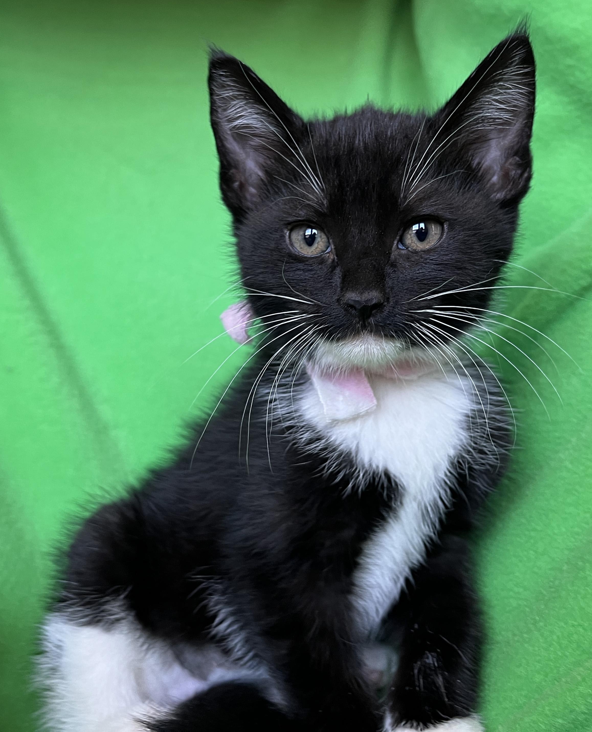Enlarge Qtip, a ADOPTABLE Tuxedo in Lake Oswego, OR image 1/2