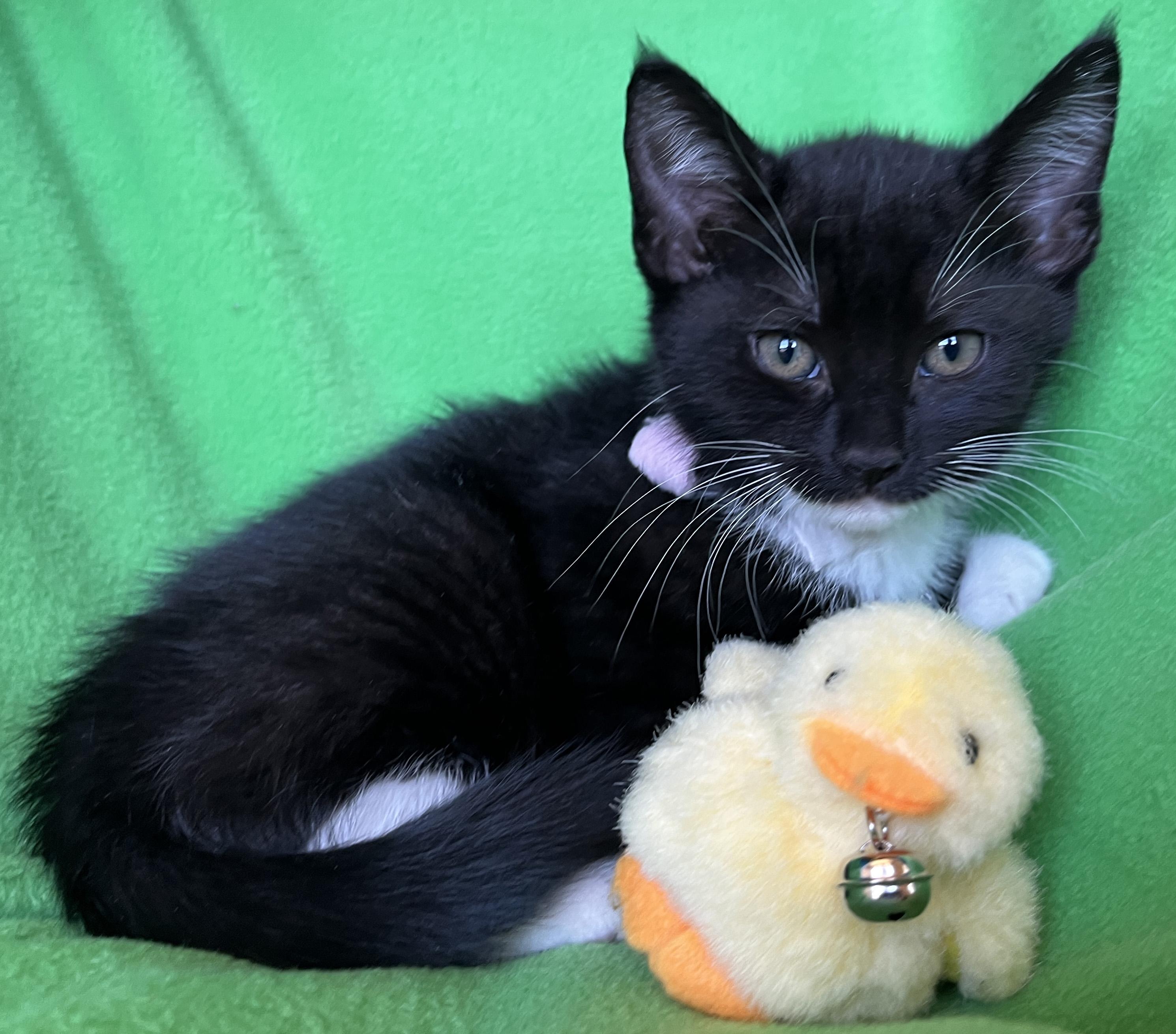 Enlarge Qtip, a ADOPTABLE Tuxedo in Lake Oswego, OR image 2/2