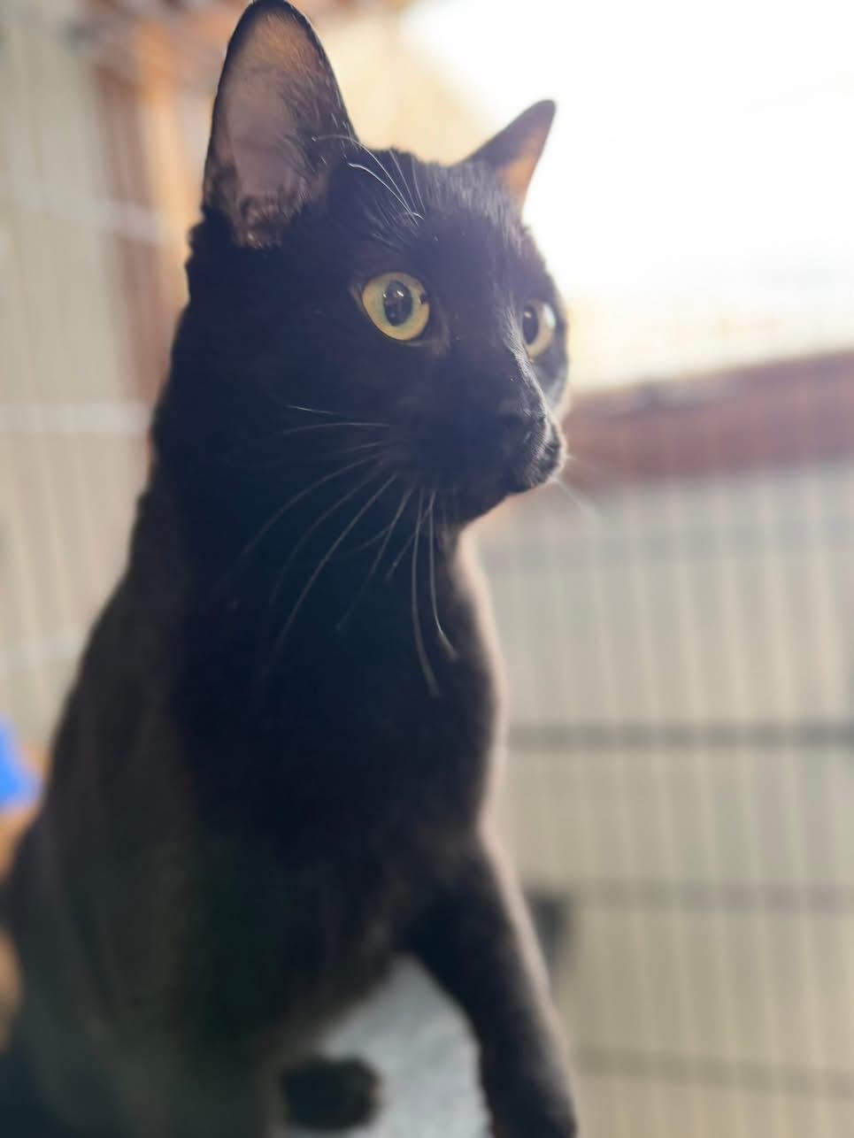 Rocco, adopted, Young Male Domestic Short Hair.