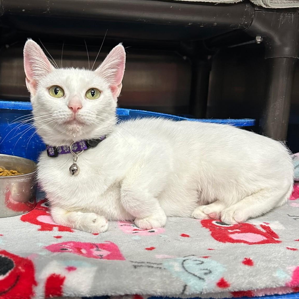 Enlarge Winterely, an adoptable Domestic Short Hair in Wilmington, OH image 2/4