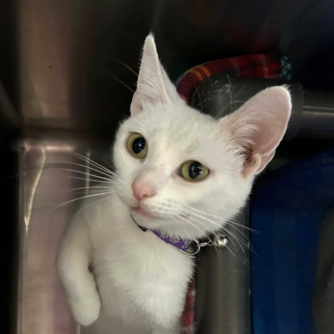 Enlarge Winterely, an adoptable Domestic Short Hair in Wilmington, OH image 1/4