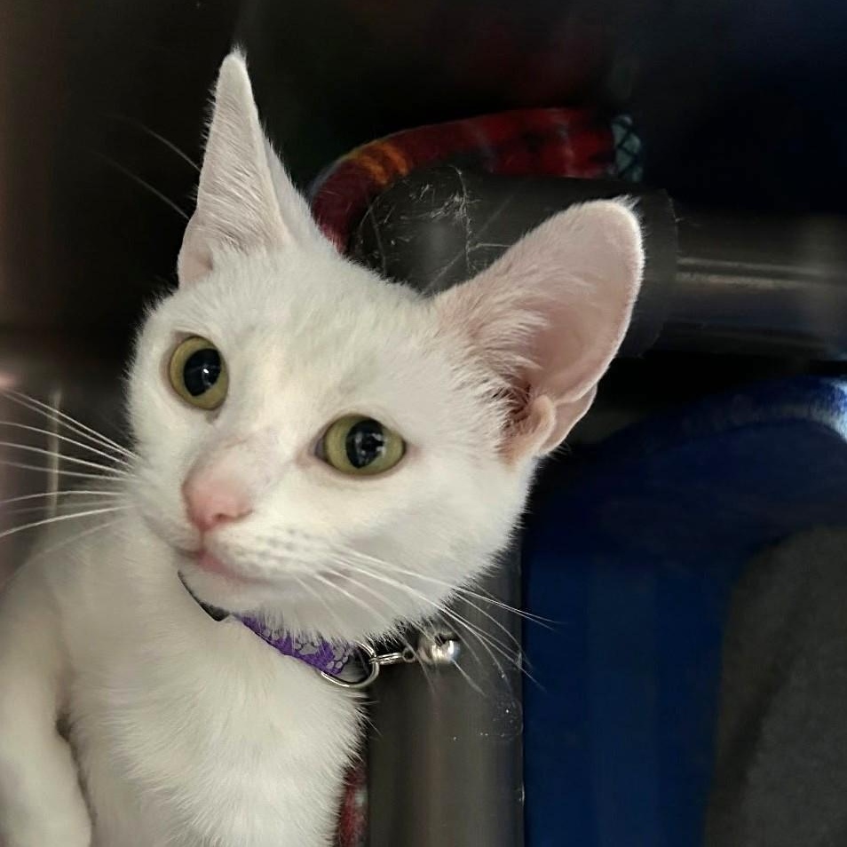 Enlarge Winterely, an adoptable Domestic Short Hair in Wilmington, OH image 3/4