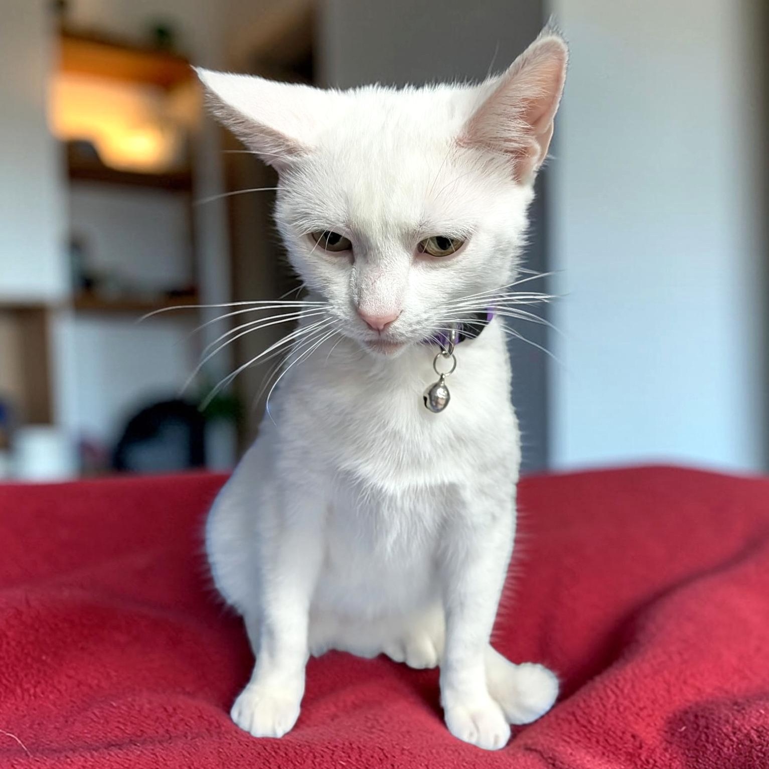 Enlarge Winterely, an adoptable Domestic Short Hair in Wilmington, OH image 4/4