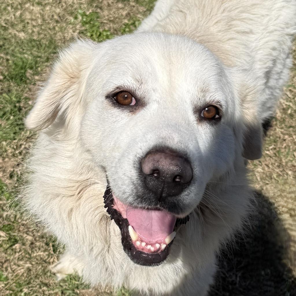 Frosty, Adoptable, Adult Male Great Pyrenees.